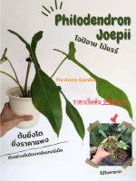 โจปิอาย (โจบิอาย) ไม้แรร์ Philodendron Joepii มีเก็บเงินปลายทาง