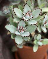 คาลันโชแพนด้า kalanchoe panda plant succulents