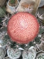 เมโลแคคตัส กระถาง4”นิ้ว melocactus Amoenus