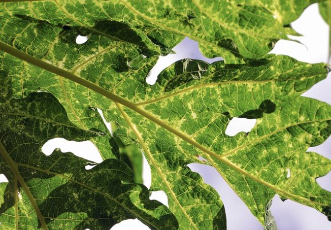 เพาเวอร์คิงส์-สารเสริมประสิทธิภาพป้องกันรักษาโรคพืช-สูตรพิเศษ-500-cc