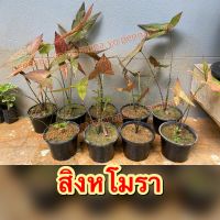 ?สิงหโมรา ต้นสิงหโมรา พืชสมุนไพร ใบสวย ?