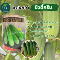 เมล็ดแตงกวา บิวตี้กรีน 50กรัม และ 100กรัม ผลดก ทรงกระบอก ผิวสวย แตงกวาลูกผสม