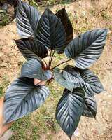 Homalomena black borneo
เสน่ห์จันทร์ดำบอร์เนียว

Homalomena black borneo
from Kalimantan borneo Indonesia
ท่านใดที่ชอบสาย dark ดำ
ไม่ควรพลาดค่ะ
ทุกชิ้น แทงยอด งอกรากแล้วค่ะ