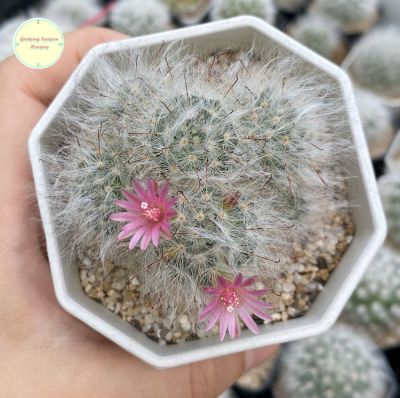 [ MAMM3 ] แมมขนแมว ขนแมว ขนแมวผสมแกะ Mammillaria Bocasana แมมมิลาเรีย ไม้เมล็ด แคคตัส กระบองเพชร ต้นไม้