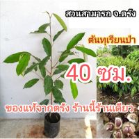 ทุเรียนป่า / ทุเรียนนก สูง 40-70 ซม. เพาะเมล็ด [พร้อมส่ง] ของแท้ 100% จากสวนสามารถ จ.ตรัง ร้านนี้ร้านเดียวเท่านั้น!!!