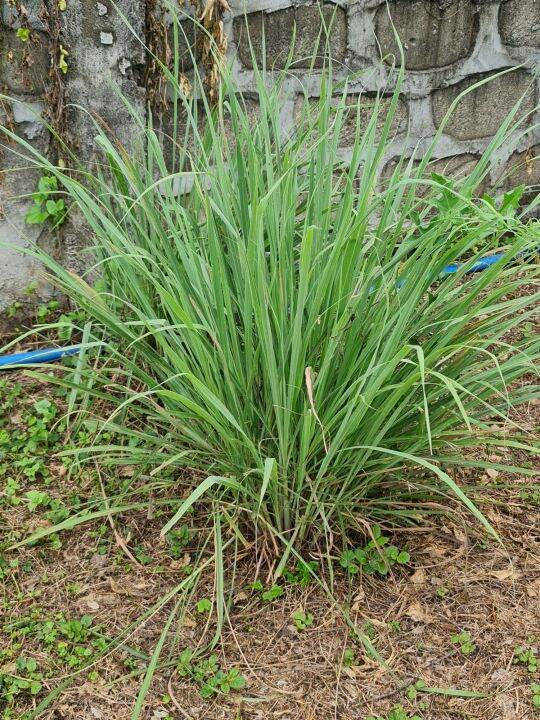 lemon grass seed/shoot Lazada PH