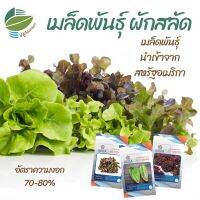 เมล็ดพันธุ์ผักสลัด กรีนโอ๊ค เรดโอ๊ค คอส บัตเตอร์เฮด และอื่นๆ  (Green Oak, Red Oal, Cos, Butterhead)