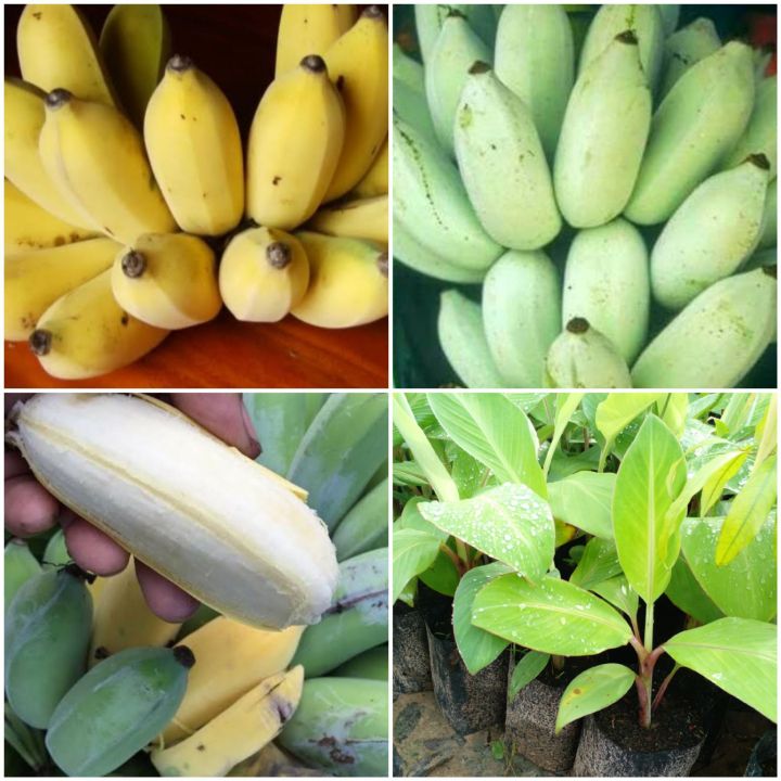ต้นกล้วยน้ำว้ามะลิอ่อง-เป็นกล้วยพันธุ์โบราณ-ลำต้นเทียม-ผลจะมีนวลสีขาวที่เปลือกทั้งผล-เวลาผลสุกจะเป็นสีเหลืองนวลคล้ายมีแป้งฉีดพ่น-เนื้อในสุกเป็นสีส้ม-nbsp