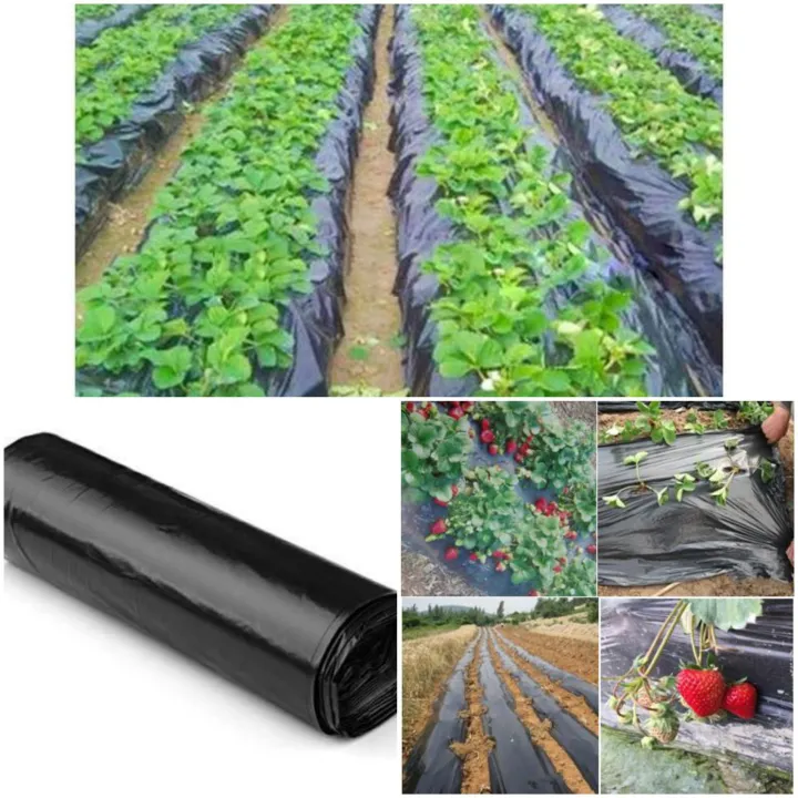 PLASTIC MULCH BLACK 1.1meter (3.6 feet) WIDE, 400m LONG | Lazada PH