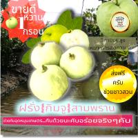 ผลไม้ (ฝรั่งกิมจู 1kg)#ส่งฟรี หวานกรอบ.พร้อมวิตตามิน"C"สูง