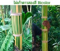 ไผ่เก้าดาวสองสี Bicolor ของเเท้ 100% ไผ่ลำลายใบลาย ไผ่สวยงาม ไผ่ประดับ