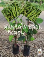 ต้นพริกไทยซีลอน(กิ่งตอน) พันธุ์ลูกดก ออกผลตลอดทั้งปี ขายถูกๆ ส่งเคลมได้หากสินค้าเสียหาย(ถ้าปลูกลงดินแล้วตายไม่รับเคลม)