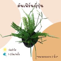 ต้นเฟิร์นญี่ปุ่น ขนาดกระถาง 3 นิ้ว