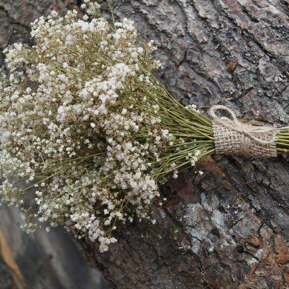 Dried Gypsophila Baby's Breath Flower Boquet Set Lazada PH