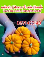 เมล็ดพันธุ์ ฟักทอง จิ๋ว แจ๊คบีลิตเติ้ล (Jack Be Little Pumpkin Seed) บรรจุ 20-30เมล็ด