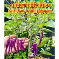 เมล็ดพริกชีฟ้าสีม่วง rainbow chili pepper หลากหลายสายพันธุ์   สายพันธุ์ OP