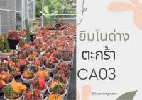 ยิมโนด่าง แคคตัส กระบองเพชร G.mihanovichii variegated (CA03)