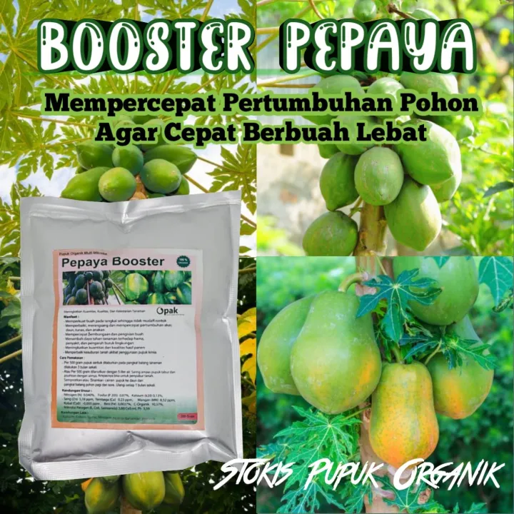 Pupuk Organik Pepaya Booster Perangsang Dan Memperbesar Buah Booster Organik Tanaman Pepaya 