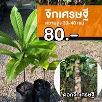 ต้นจิกเศรษฐี ถุงใหญ่ (จำนวน1ต้น) Barringtonia macrocarpa Hassk #จิกเศรษฐี 30-40ซม.