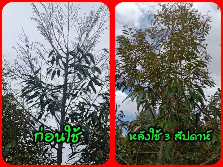 ไตรโคเดอร์มาอัดเม็ด-พีโคเดอร์มา-ไตรโคเดอร์มา