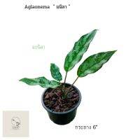 Aglaonema  " มนิลา"ไม้ประดับในกลุ่มไม้ใบสวย  ไม้ทนสภาพอากาศร้อนได้ดี / กระถาง 6""