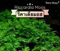 Riccardia Moss ริคาเดียมอส มอสหายาก โตช้า สวยงาม พันตะแกรงสแตนเลส ตู้ไม้น้ำ มีรับประกันตลอดขนส่ง