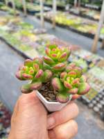 Sedum Lucidumt Obesum ไม้อวบน้ำ น่ารักๆ กระถาง 2 นิ้ว