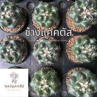 ส่งล้างราก❗️ ช้าง Coryphantha Elephantidens แคคตัส กระบองเพชร ช้างกระบองเพรช