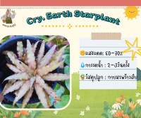 สับปะรดสีCry.EarthStarPlant(หน่อ)