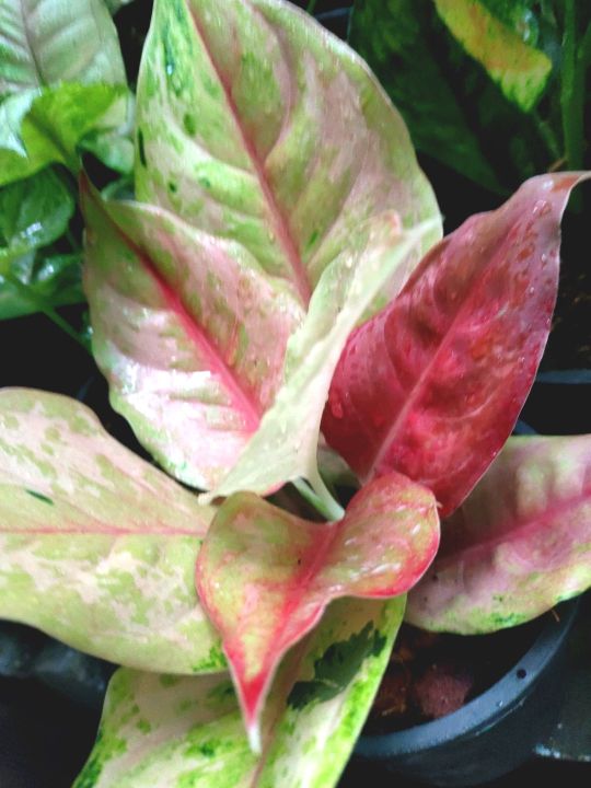 ประกายเพชร-ไม้มงคลในตระกูล-อโกลนีมา-aglaonema-ไม้หายาก-ไม้น่าสะสม-ไม้ฟอกอากาศ-แก้ปัญหาภูมิแพ้-สร้างความสดชื่นสบายตา