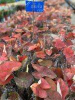 บอนสี บับเบิล lot ใหม่  (ราคาขายส่ง ) Buble caladium