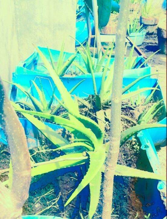 Aloe Vera Plant uprooted 4 Pcs, 8cm 10cm (P99) Lazada PH