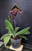 Paphiopedilum superbiens

ขนาดการถาง 2 นิ้ว