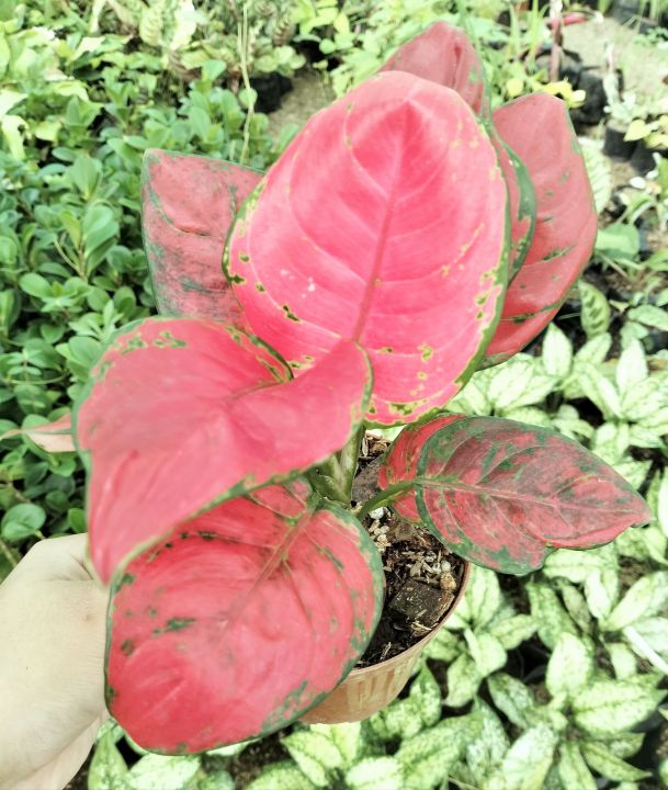 AGLAONEMA RED BEAUTY | Lazada PH