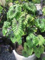 โคโลคาเชียหน้ากากฟาโรห์(Colocasia Pharaoh’s Mask)โดดเด่นด้วยเส้นกลางใบสีเขียวเข้มเกือบดำที่เห็นได้ชัดเจนและนูนขึ้นจากผิวใบสีเขียว เมื่อโตเต็มที่ขอบใบโค้งลง ชอบน้ำ ชอบความชื้นแฉะ ปลูกให้แช่น้ำได้ ชอบอยู่กลางแจ้งรับแดดทั้งวัน บอนหน้ากากฟาโรห์?