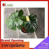 Uland มอนสเตอร่าไทยคอน monstera thai constellation ต้นไม้ด่าง ต้นไม้ฟอกอากาศ ประดับตกแต่งสวยงาม