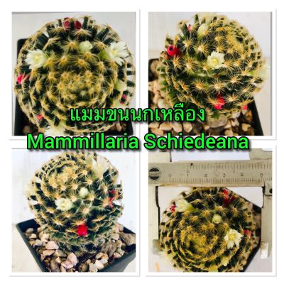 แขนนกเหลือง  Mammillaria Schiedeana