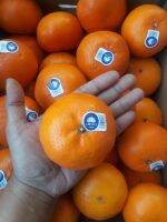 Mandarin Murcott (china) 1 kg.มีประมาน 6 - 7 ลูก size L คะ หอม หวานอมเปรี้ยวนิดๆ ทิ้งไว้จะหวานขึ้นคะ