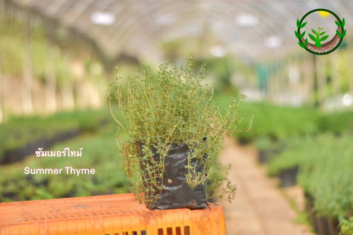 Summer Thyme ตันซัมเมอร์ไทม์ ใบแหลมใหญ่ ต้นพุ่มหนา