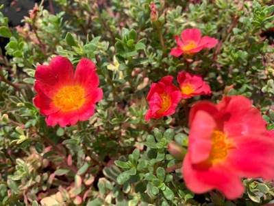 คุณนายตื่นสาย ไฮโซด่าง (Portulaca) กระถางแขวน 8 นิ้ว / สูง 10-20 ซม. / ไม้ประดับ ไม้ดอก ไม้มงคล (ต้นไม้)