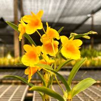 เอื้องคำป๊อก สีเหลือง ไซส์ให้ดอก Dendrobium capillipes