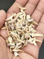 ? หิน ฟอสซิล ฟัน Shark โอโทดัส &amp; Shark เสือทราย ชุด 10 ชิ้นเล็ก

( Otodus &amp; Tiger Sand Shatk teeth Fossils )

? ชุดฟอสซิล แท้จากเเหล่งโมร๊อคโค มี 15 ชุดให้เลือก สำหรับนักสะสม หรือไว้ใช้เพื่อการศึกษา

⛏️ ช่วงอายุฟอสซิล ประมาณสมัย อีโอซีน (Eocene)