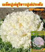 เมล็ดคะน้าปูเล่ปูเล่ประดับสีขาวพันธุ์นอกเมล็ด สีขาวบรรจุ80เมล็ดสายพันธุ์OP