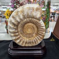 ฟอสซิลหอยแอมโมไนท์ แอมโมไนต์ ฟอสซิล(Ammonite)สูงรวมฐาน 32 ซม. หน้ากว้างพร้อมฐาน 23 ซม. หนาพร้อมฐาน 11 ซม. น้ำหนักพร้อมฐาน 7.48 kg. จัดมาให้สำหรับนักสะสม