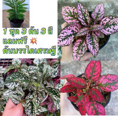 สวยไม่มีใครเหมือน 💚❤️ ต้นละอองดาว โปรโมชั่นวันเดียวเท่านั้น 1️⃣ ชุด 3️⃣ต้น3️⃣สี แถมฟรี💥ต้นบรรไดเศรษฐี ละอองดาว (Hypoestes) สามารถดูดซับสารพิษในอากาศ และช่วยฟอกอากาศได้ ช่วงนี้มีเทรนที่สามารถปลูกต้นไม้ฟอกอากาศ ดูดซับสารพิษในบ้านได้.