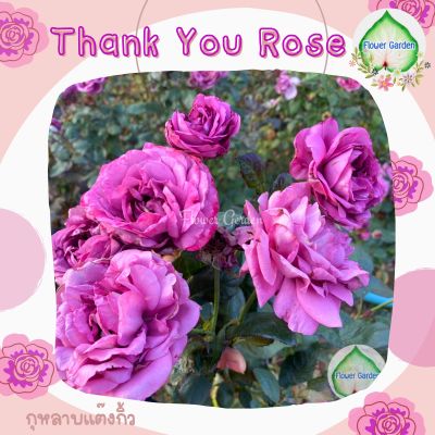 กุหลาบ Thank You Rose (แต๊งกิ้ว โรส) สีม่วง ดอกดก ออกเป็นช่อ
