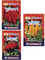 เมล็ดดอกหงอนไก่ สร้อยไก่ สีสด บานนาน ปลูกได้ตลอดปี (Celosia)