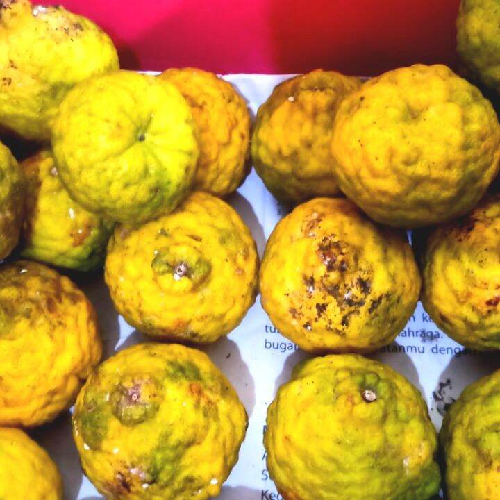 Jeruk Purut Matang/Kuning/Reject per Kg | Lazada Indonesia