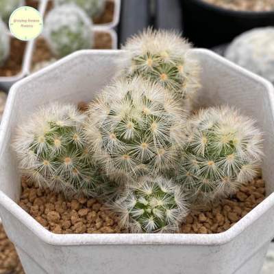 [ SP ] แมมมิลลาเรีย คามิเน่ ฟอร์มกอ (ปาดยอด) Mammillaria Carmenae ไม้เมล็ด แคคตัส กระบองเพชร ไม้อวบน้ำ ต้นไม้