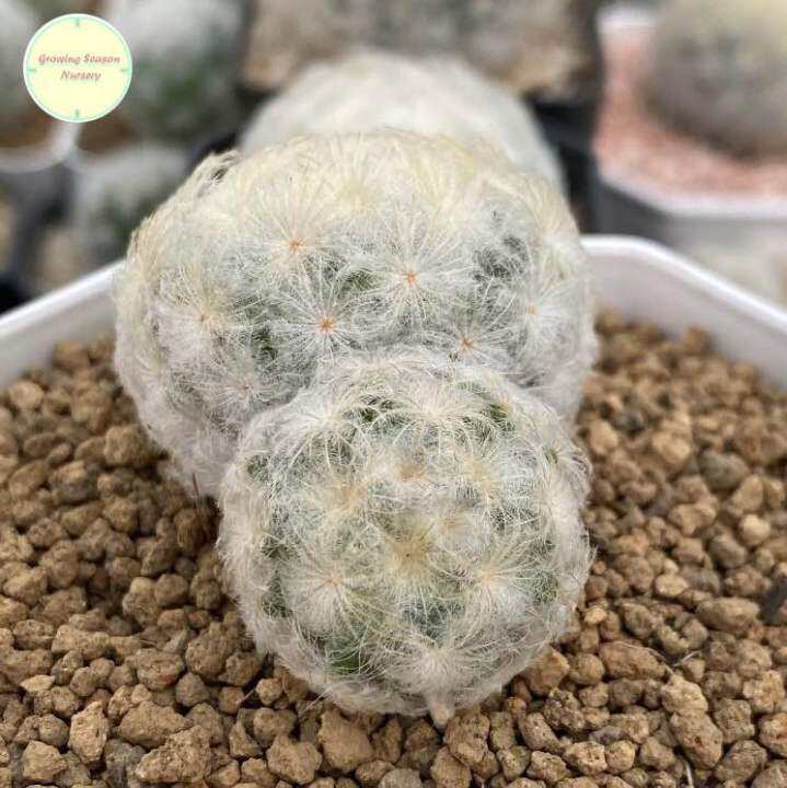 sp-แมมขนนกขาว-ขนนกขาว-mammillaria-plumosa-แมมมิลาเรีย-แมมมิลาเรีย-ไม้เมล็ด-แคคตัส-กระบองเพชร-ต้นไม้